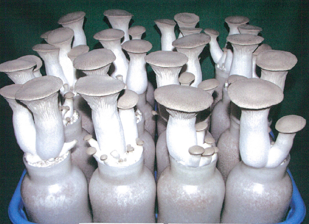 品種登録迅速化総合電子化システム