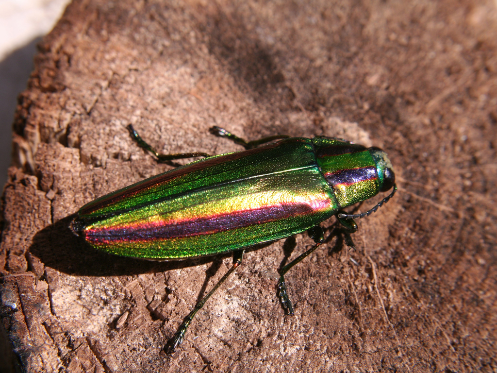 ヤマトタマムシ | ラムサール条約登録湿地 涸沼