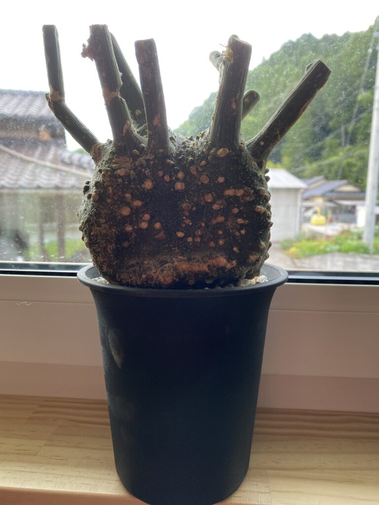 発根管理】ベアルート、アデニア・グロボーサ | Hobbyハウス