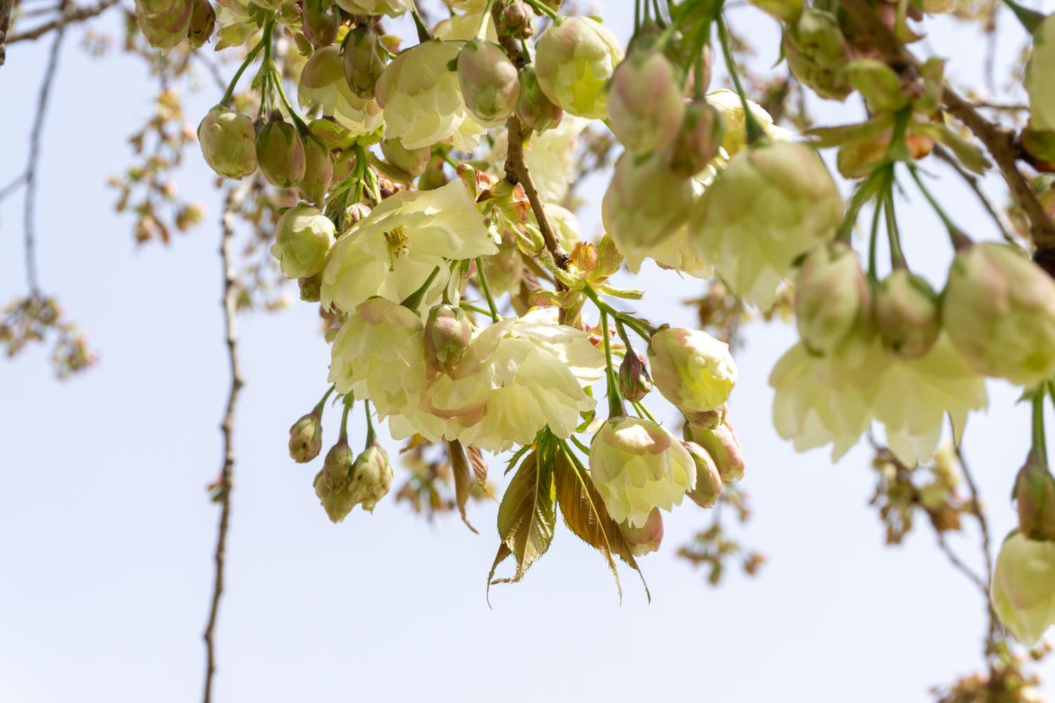 黄色の桜・鬱金が開花】弘前公園 園内の桜の様子（2023年4月21日