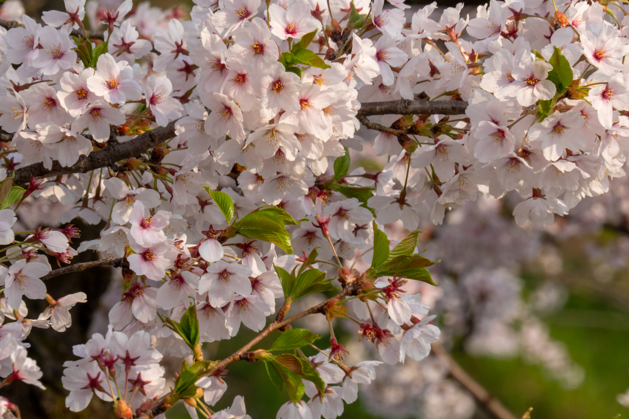 弘前公園 桜定点観測 2025】4月26日 – 外濠のソメイヨシノの桜の様子