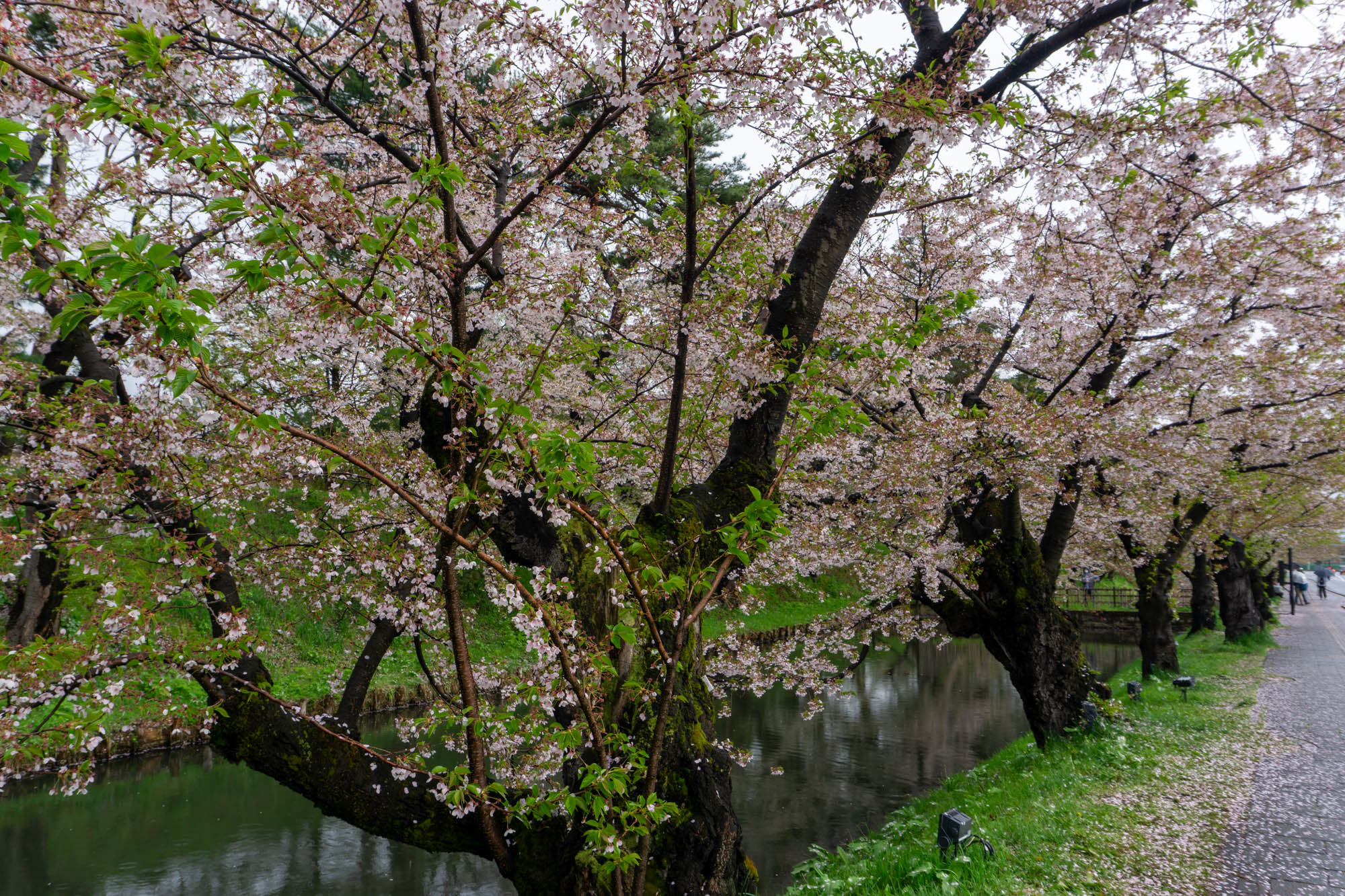 弘前公園 桜定点観測 2025】4月29日 – 外濠のソメイヨシノの桜の様子