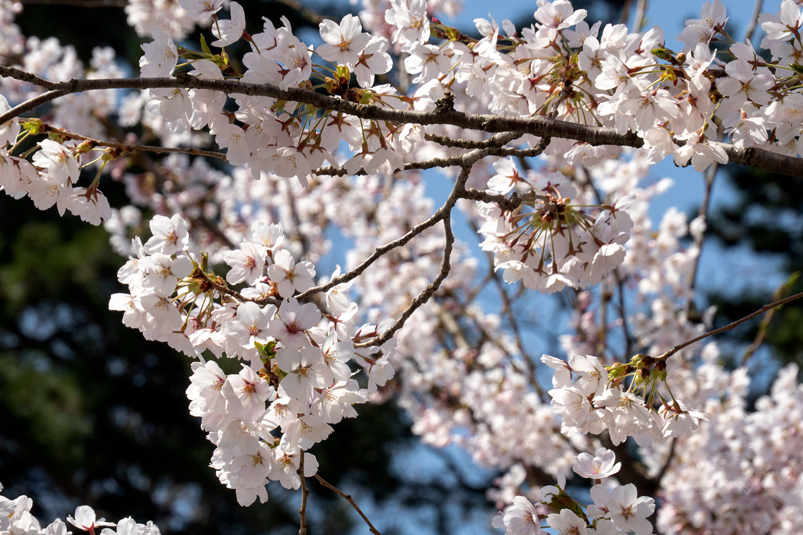 弘前公園 桜定点観測 2025】4月22日 – 外濠のソメイヨシノの桜の様子