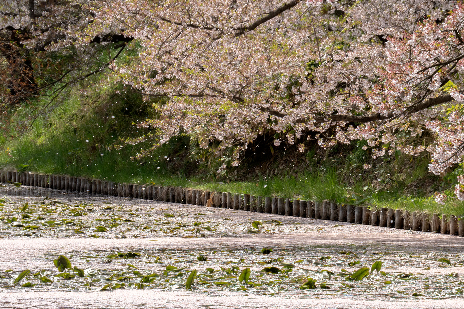 弘前公園 桜定点観測 2025】5月1日 – 外濠のソメイヨシノの桜の様子