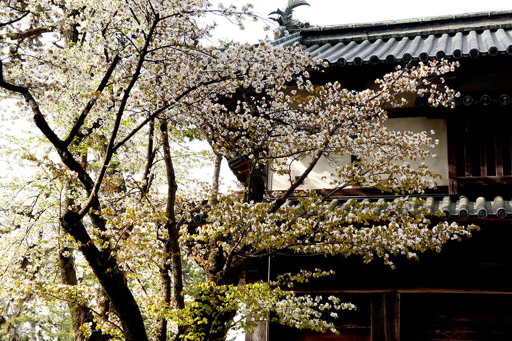 ストーリーがある! 弘前公園の桜5選 - 弘前さくらまつり-Hirosaki