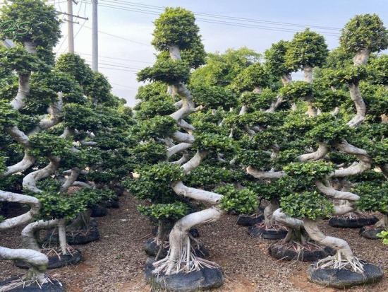 Ficus S Shape bonsai big size supplier,manufacturer