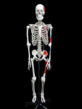 全身骨格模型｜筋肉付着部（起始部、停止部）表示モデル