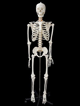 脊椎付き、等身大 人体骨格模型｜大阪人体模型センター