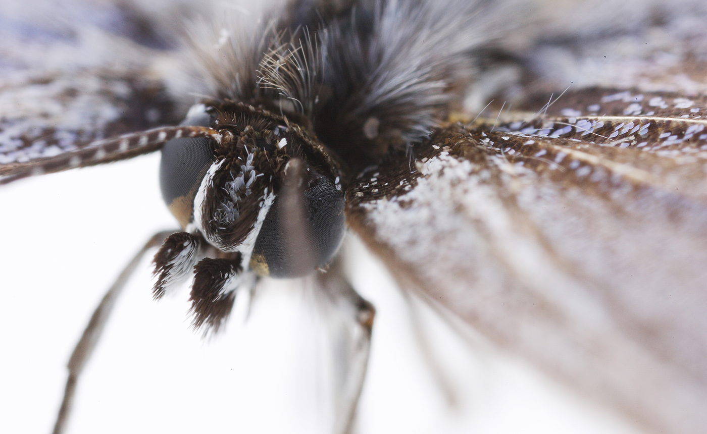 オオゴマシジミ | 【標本ナビ】多様性生物希少標本ネットワーク