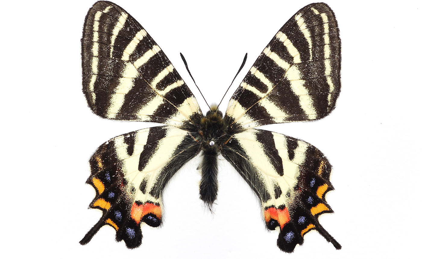 ギフチョウ | 【標本ナビ】多様性生物希少標本ネットワーク