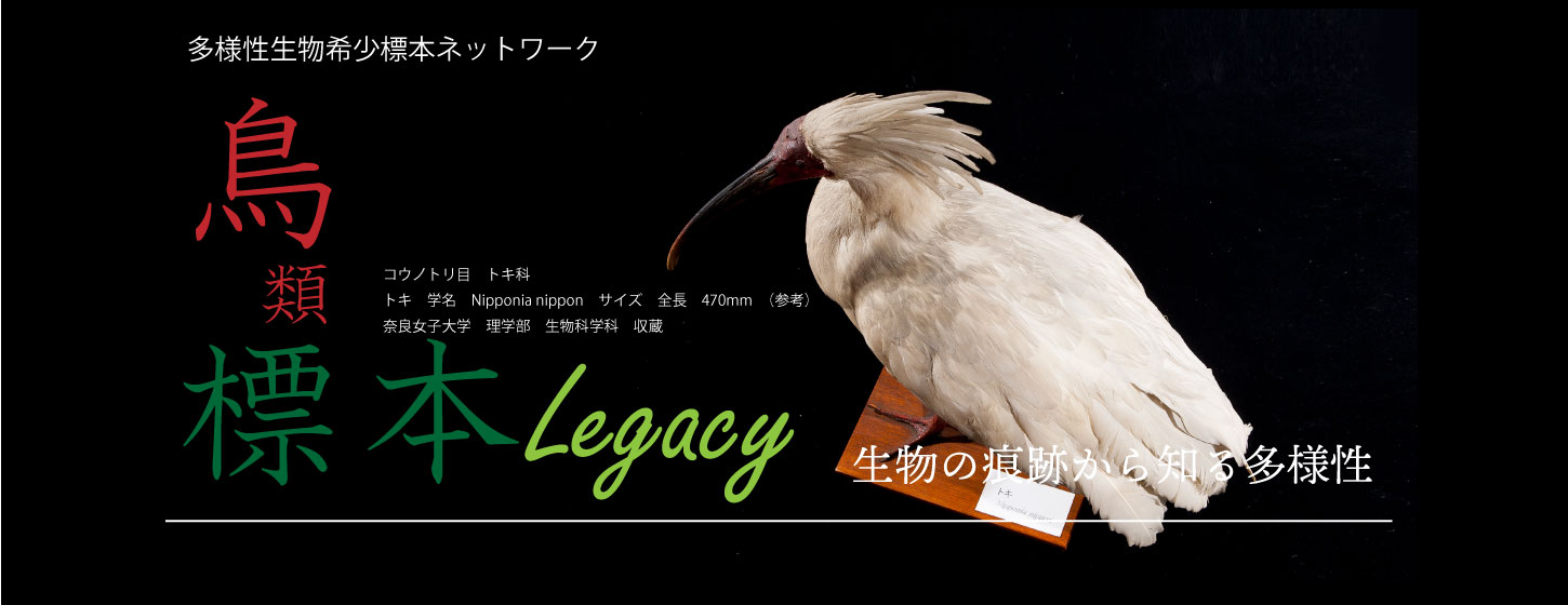 オオゴマシジミ | 【標本ナビ】多様性生物希少標本ネットワーク