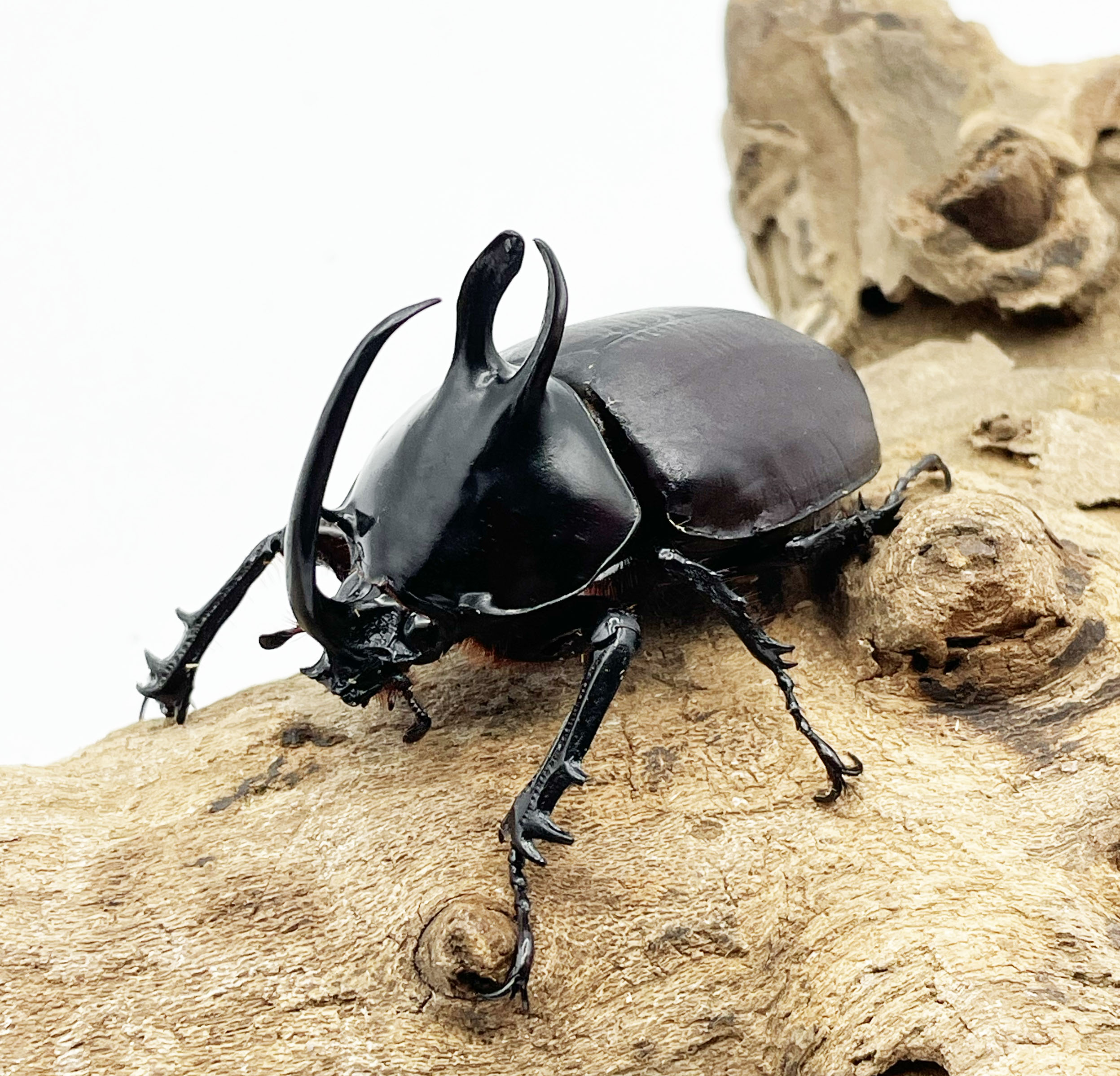 外国産カブトムシ | Insect Mangrove - インセクトマングローブ