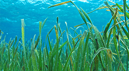 ローションMG : 無添加化粧品のIMY O2－マイナスイオン酸素水 | アイ