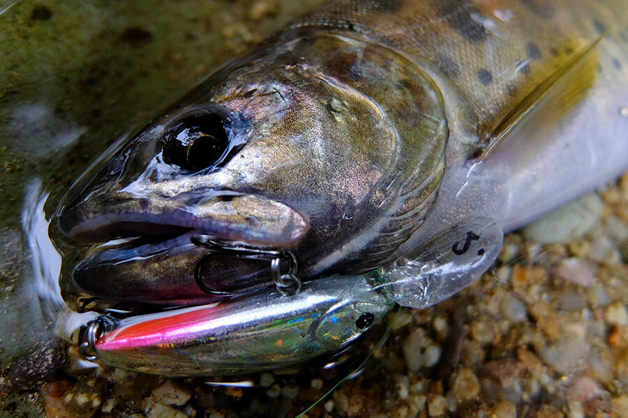 ima 2017 - sukari 37S Deep