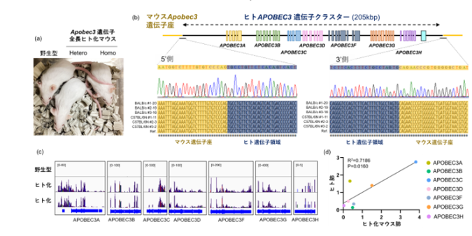任意のマウス遺伝子を