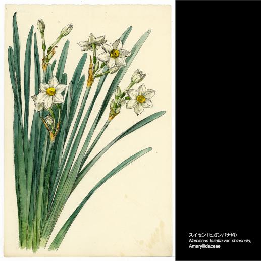 特別公開『東大植物学と植物画――牧野富太郎と山田壽雄vol.2