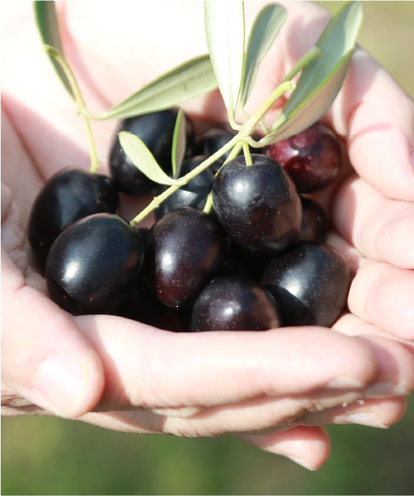マッサージクレンジングオリーブオイル | 井上誠耕園