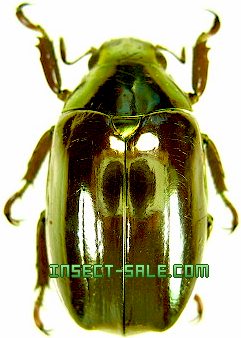 Insect-Sale.com 世界の昆虫販売ネット - Chrysina optima オプティマ