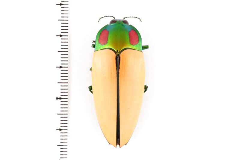 標本 Australia Calodema regale 42mm 標本 Australia Calodema regale