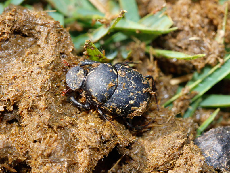 カドマルエンマコガネ