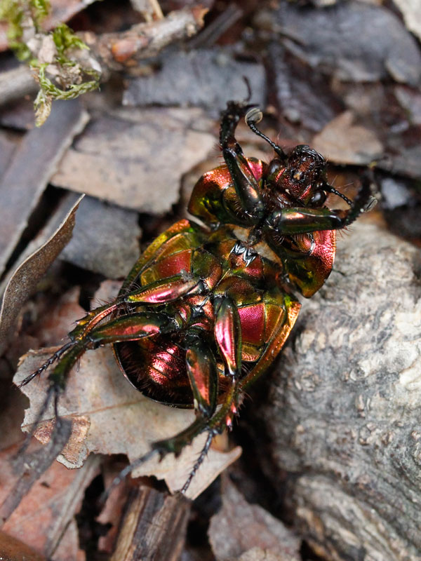 大特価 オオセンチ/センチ/レインボーセンチ82匹 +赤系18匹＋オマケ 大