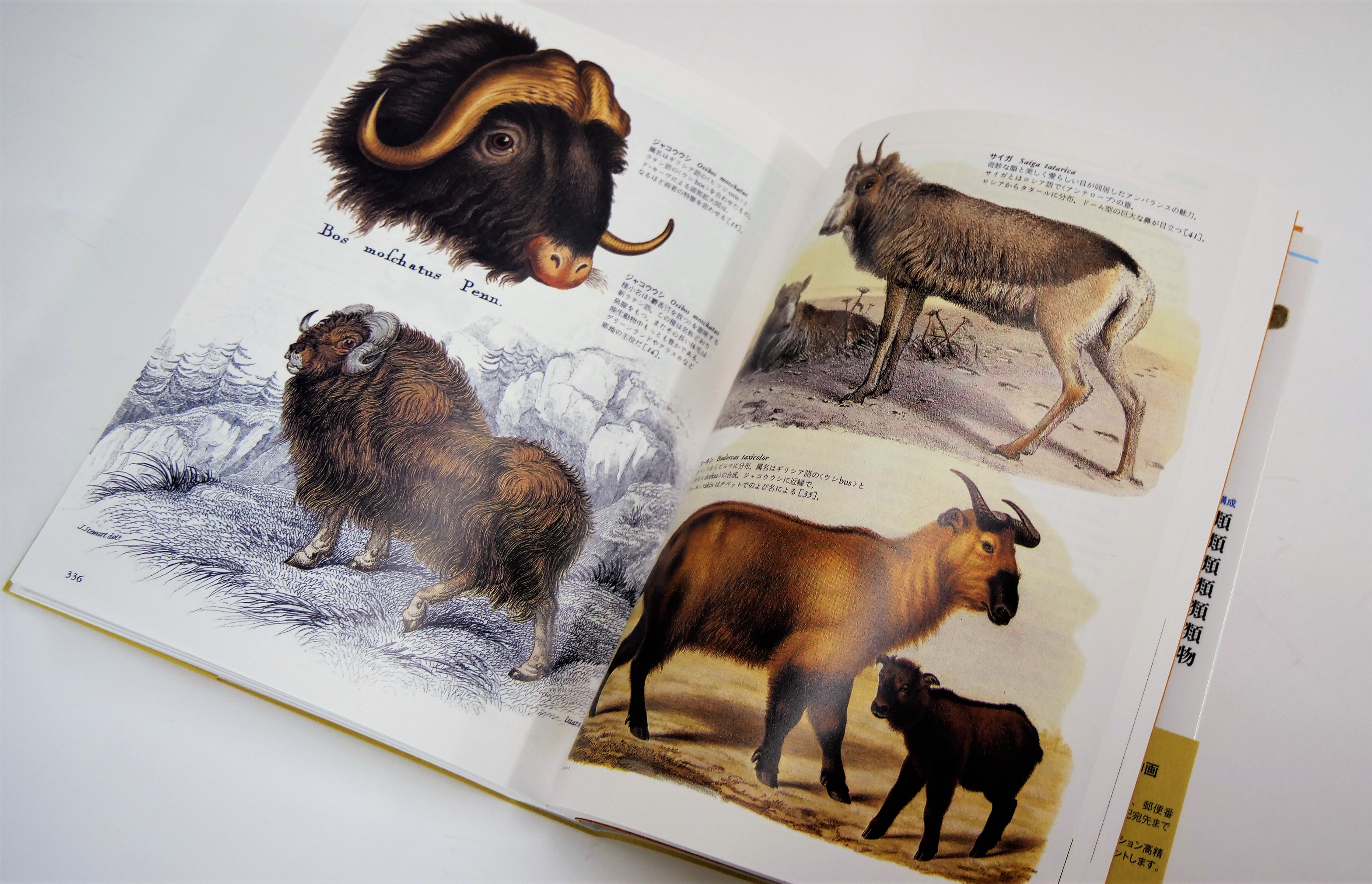 荒俣宏の偉業が待望の普及版に！古代から現代にいたるまでの、人と