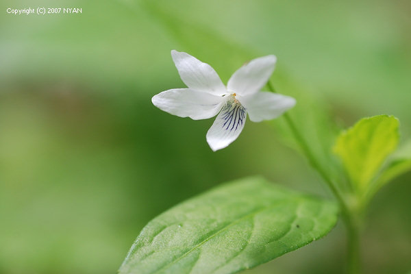 タデスミレ すみれの部屋 インターネットすみれ図鑑