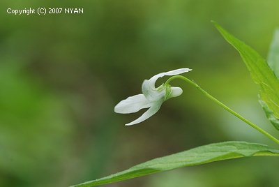 タデスミレ すみれの部屋 インターネットすみれ図鑑