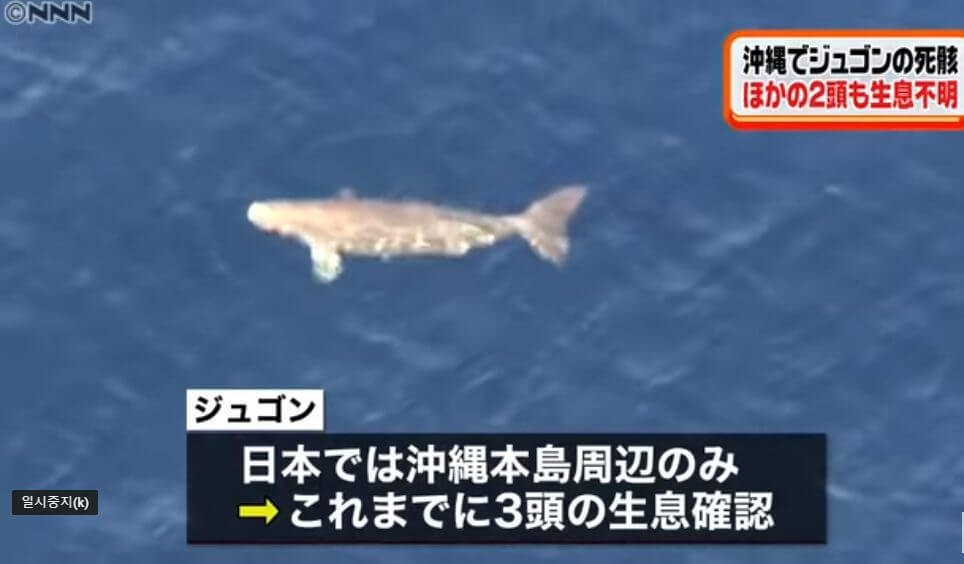 ジュゴン保護かつ辺野古移設を進めよ – 国際勝共連合公式サイト｜共産