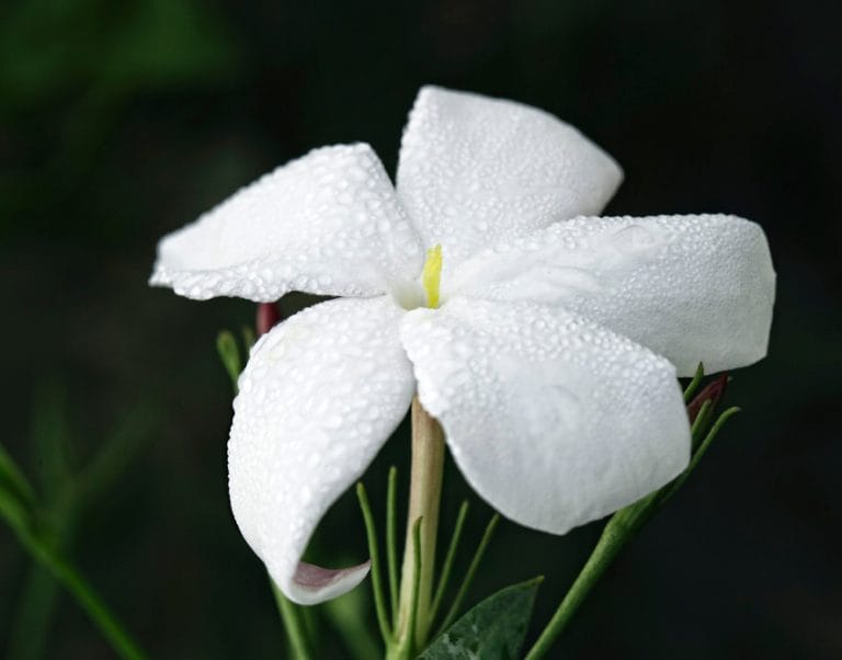 JASMIN ABS CONSCIOUS 70PCT TEC FOR LIFE|LMR Naturals