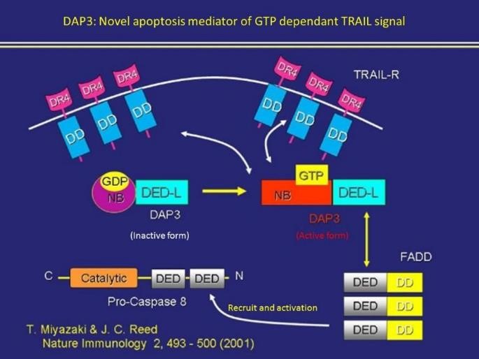 アポトーシス誘導機構の解明｜研究紹介｜研究紹介｜北海道大学 遺伝子