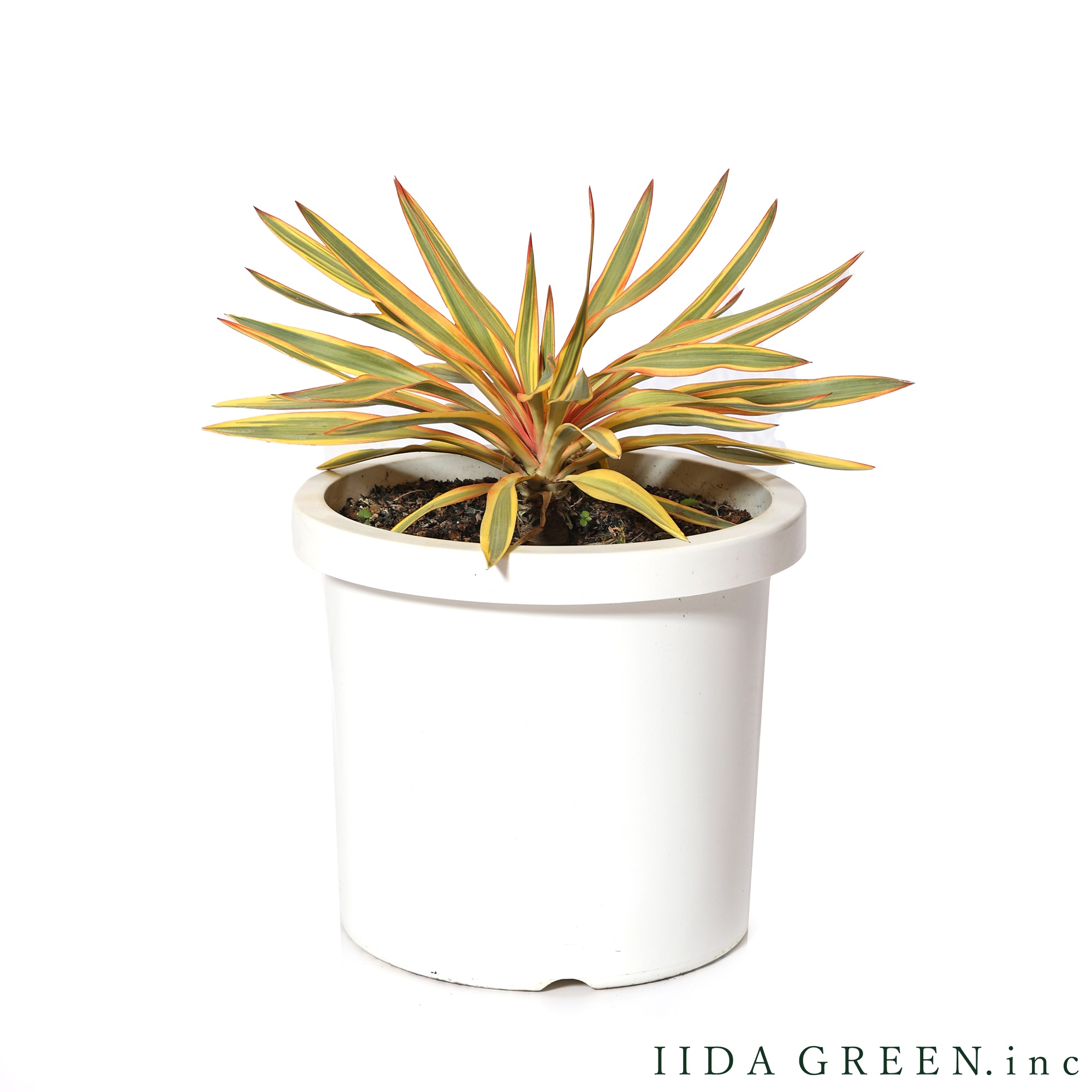 ユッカ・グロリオサ・ブライトスター - IIDA GREEN