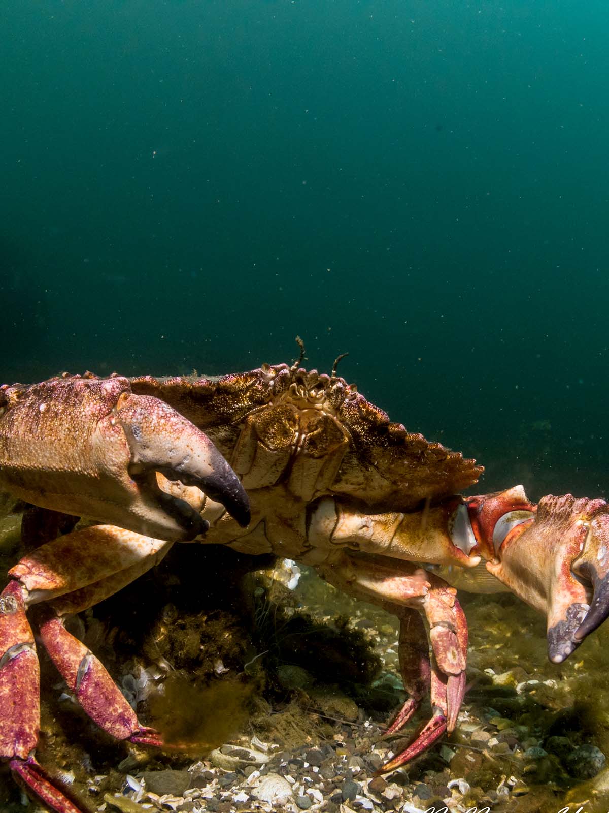 Action Housing for Canon PowerShot G7 X Mark III