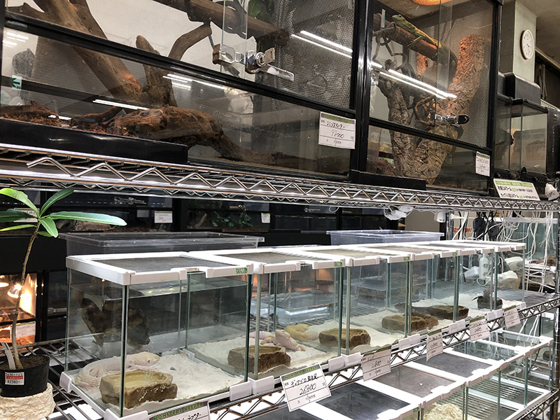 爬虫類コーナー｜株式会社アイランドやまがみ｜札幌市有数の生体数を