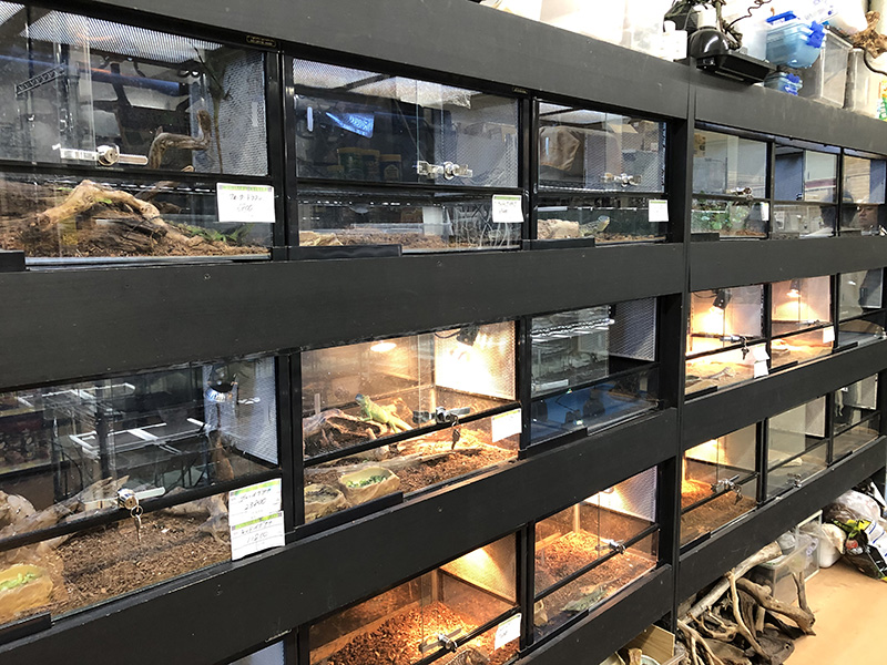 爬虫類コーナー｜株式会社アイランドやまがみ｜札幌市有数の生体数を