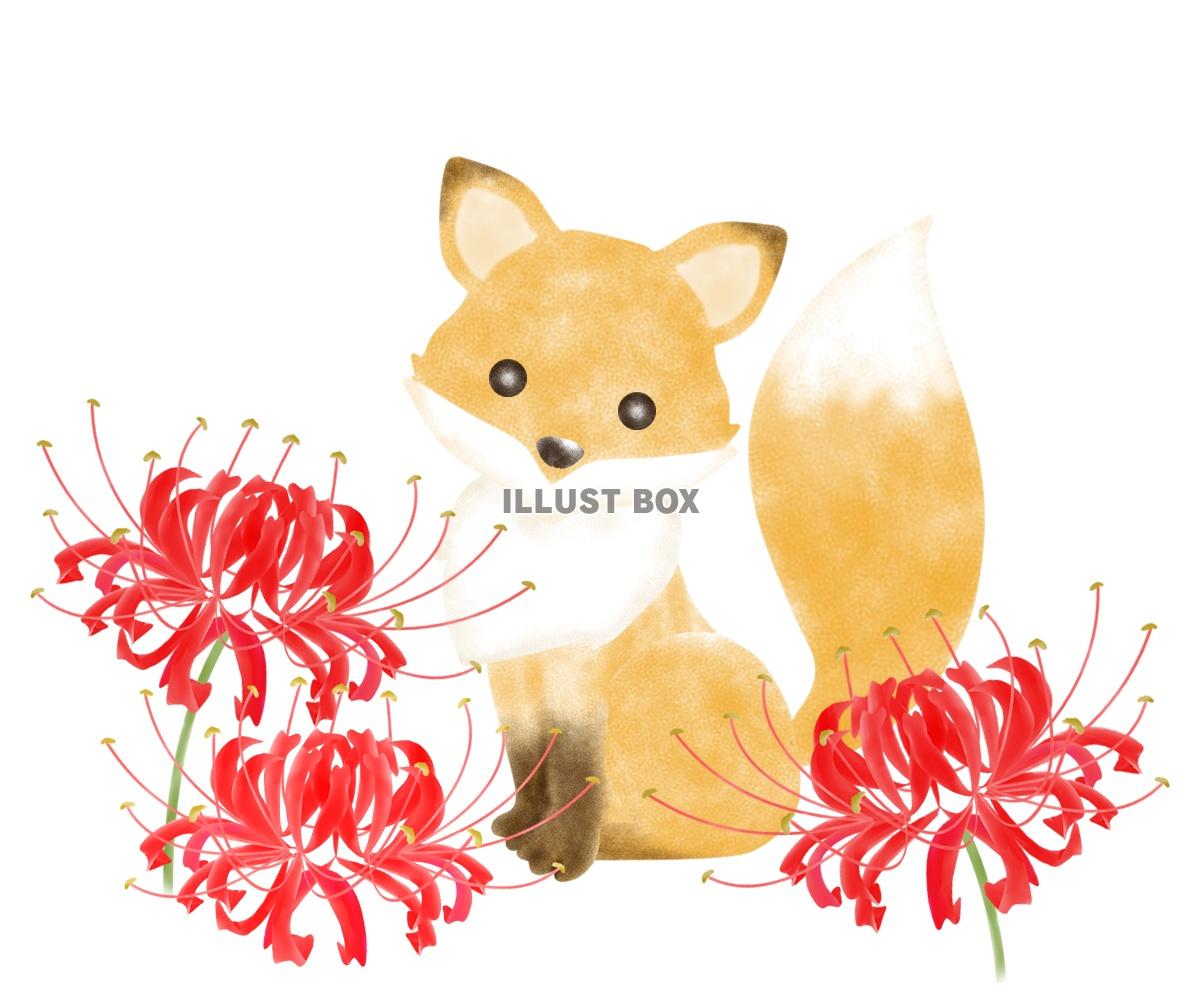 キツネと彼岸花：イラスト無料