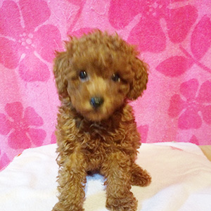 トイプードルのレッドの男の子｜2025年10月23日生まれ｜No.11042｜トイ