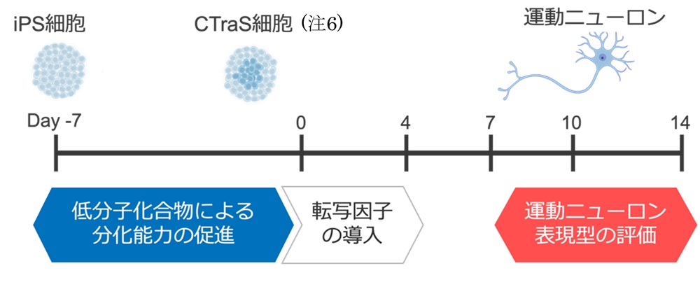 ヒトiPS細胞からの運動ニューロン誘導法およびシングルセル評価法を