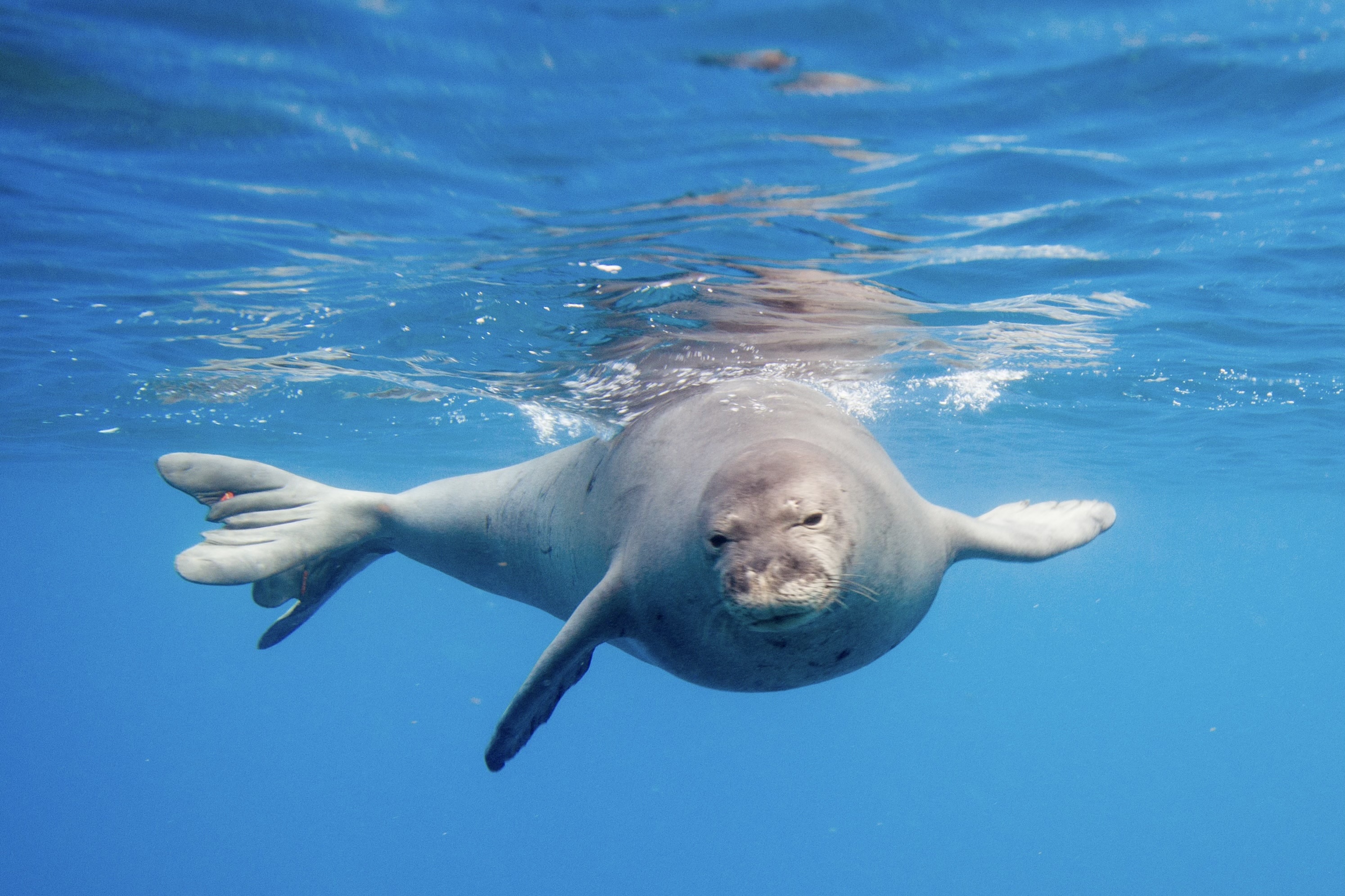 なんともレアなアザラシさん - 【公式】イルカ ハワイ | 野生のイルカ
