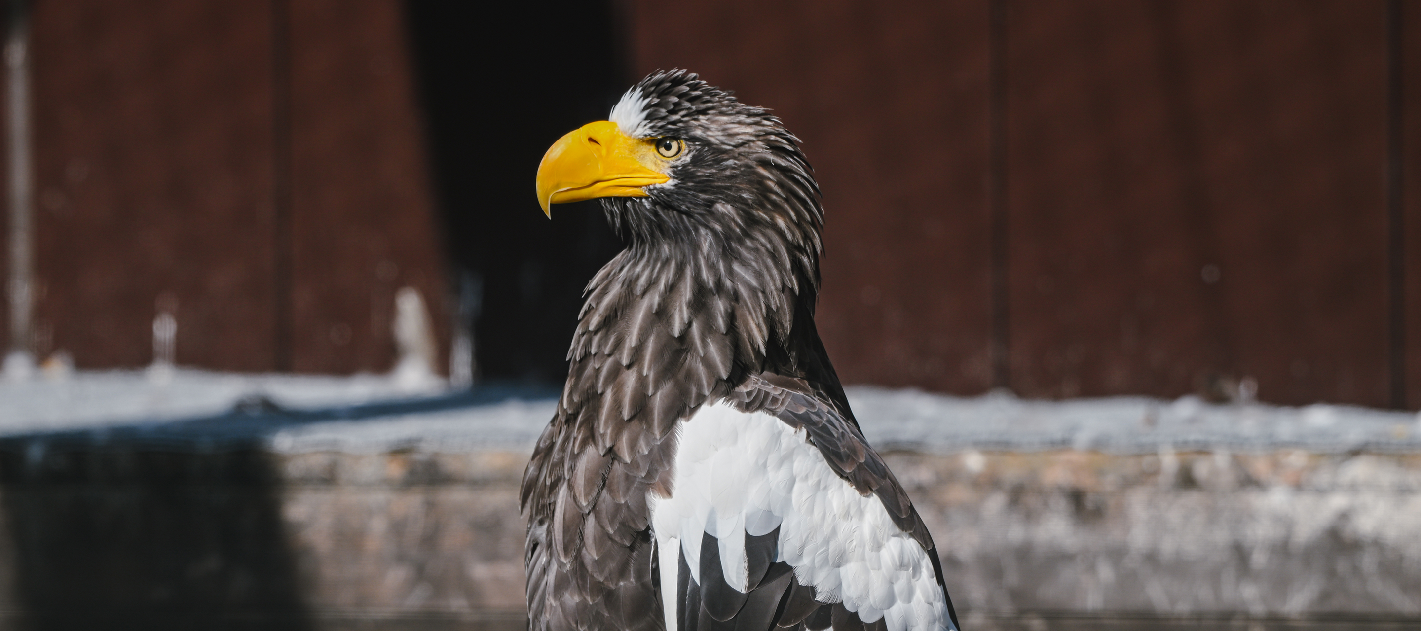 あにまる・ハッピー・マーケット2025″出展のお知らせ】 - 猛禽類医学研究所