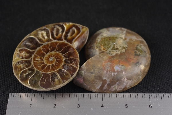 アンモナイト化石 ペア 天然石販売 名取貴石 天然石・国産原石の専門店