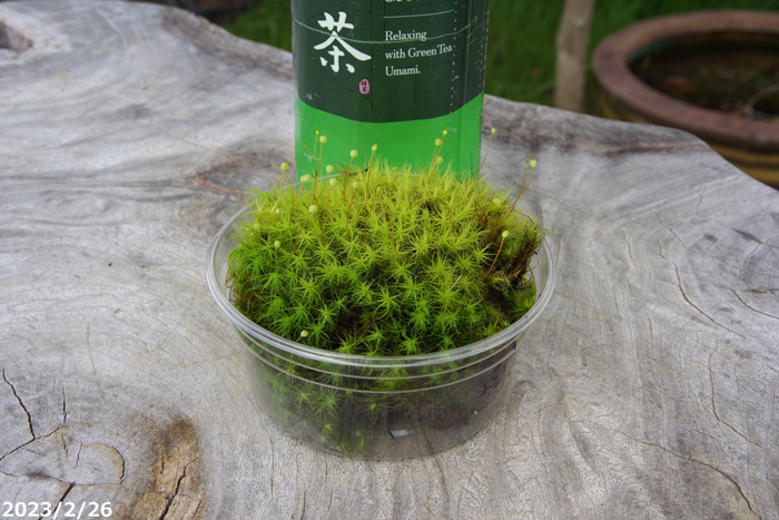 山野草の石田精華園 / タマゴケ 3号パック 【京の苔】【日陰向きのコケ