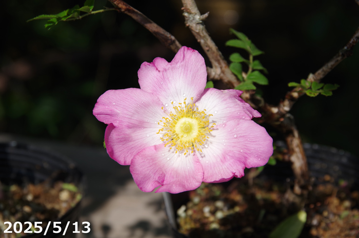 山野草の石田精華園 / サンショウバラ 日輪 3号（9cm）（ハコネサン
