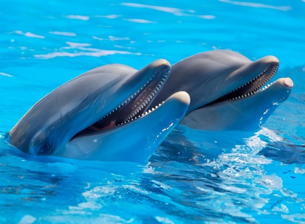 ふれあい・感動・癒やしを体験！ 四国でイルカと泳げる施設3選