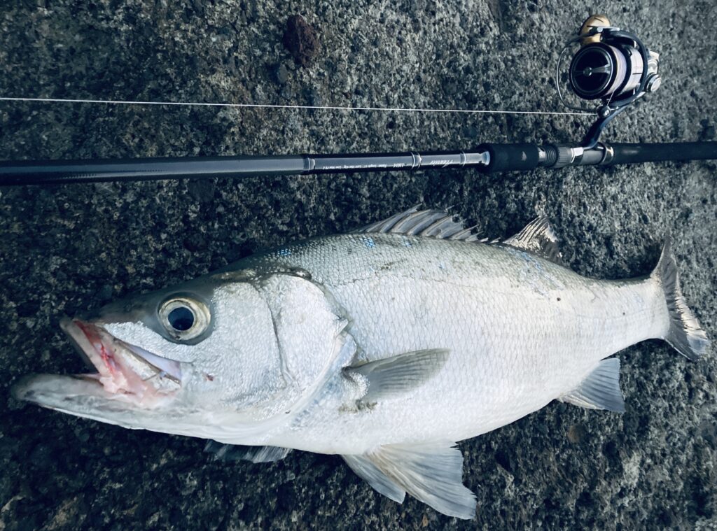 インプレ】24セルテートと19セルテートの比較【4000-CXH・5000D-XH