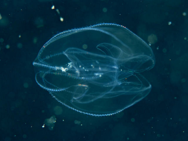 カブトクラゲ - Izuzuki海の生き物大図鑑(笑)