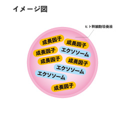 クリューベルゴールドEX クレンジングオイル｜ホームケア商品｜ジェイ