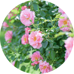 クリューベル ステムリぺージュ®｜ホームケア商品｜ジェイエステ