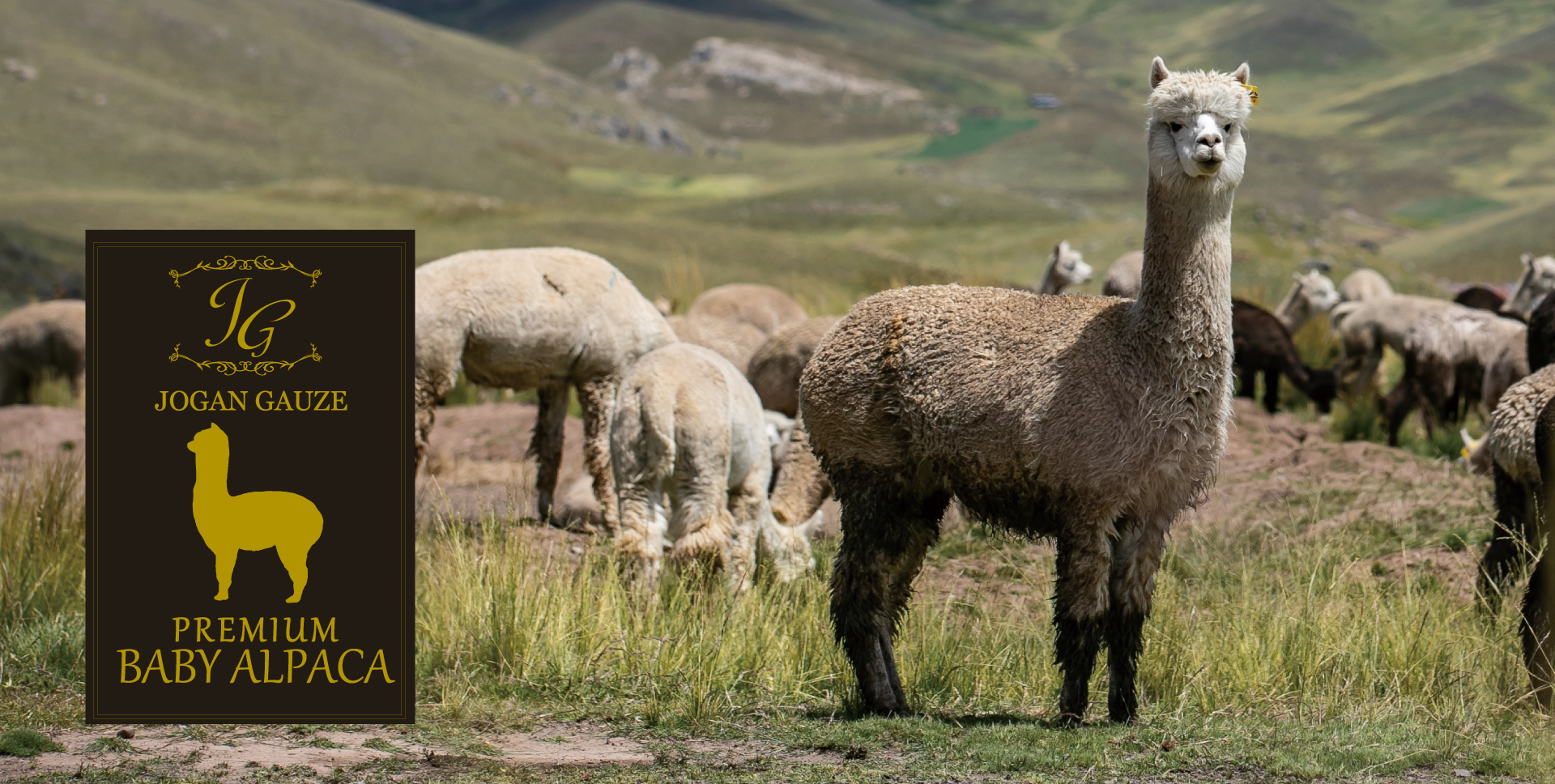 PREMIUM BABY ALPACA