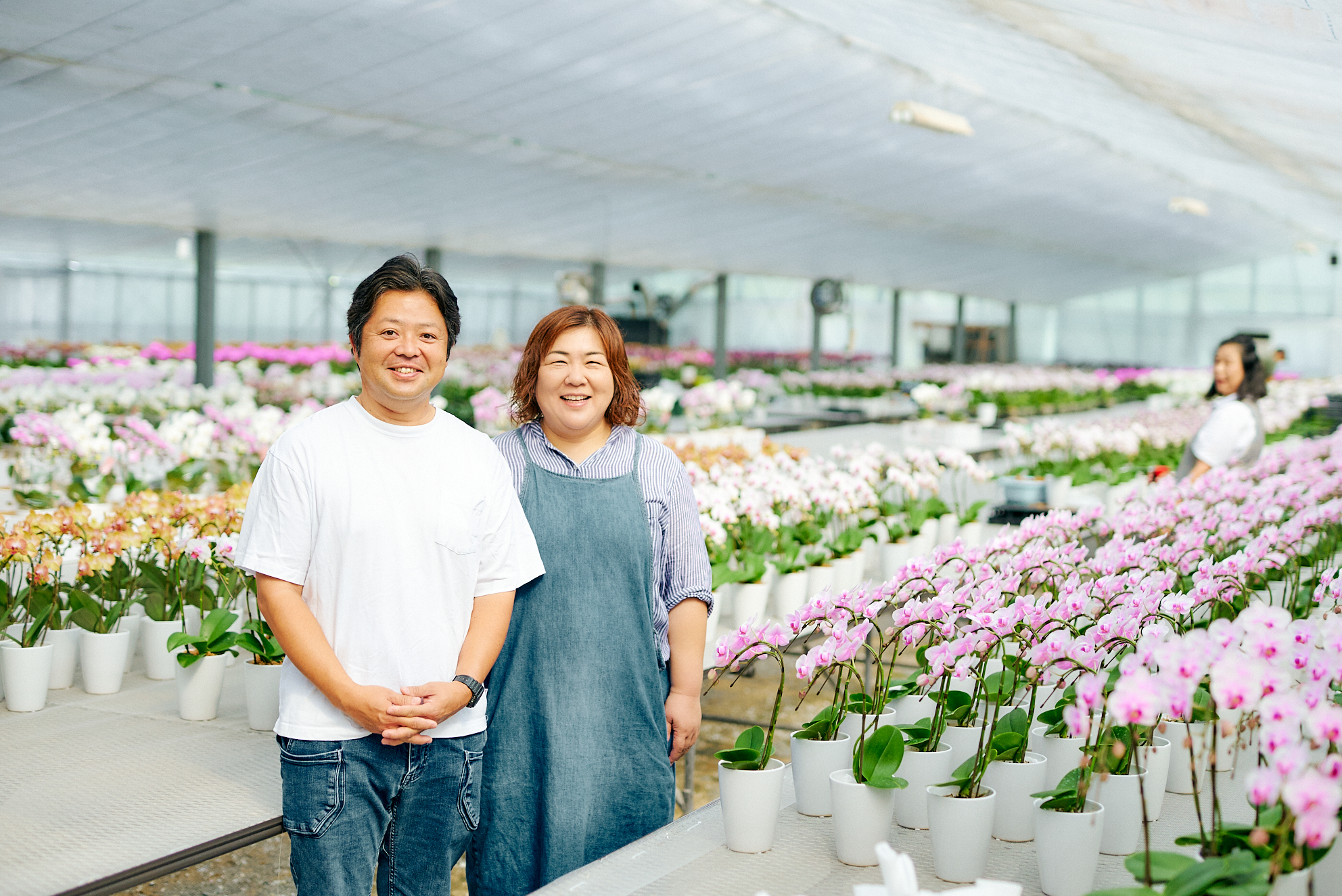 苗ができるまで最低3年 情熱が産み出す、 次世代の ｢ミディ胡蝶蘭